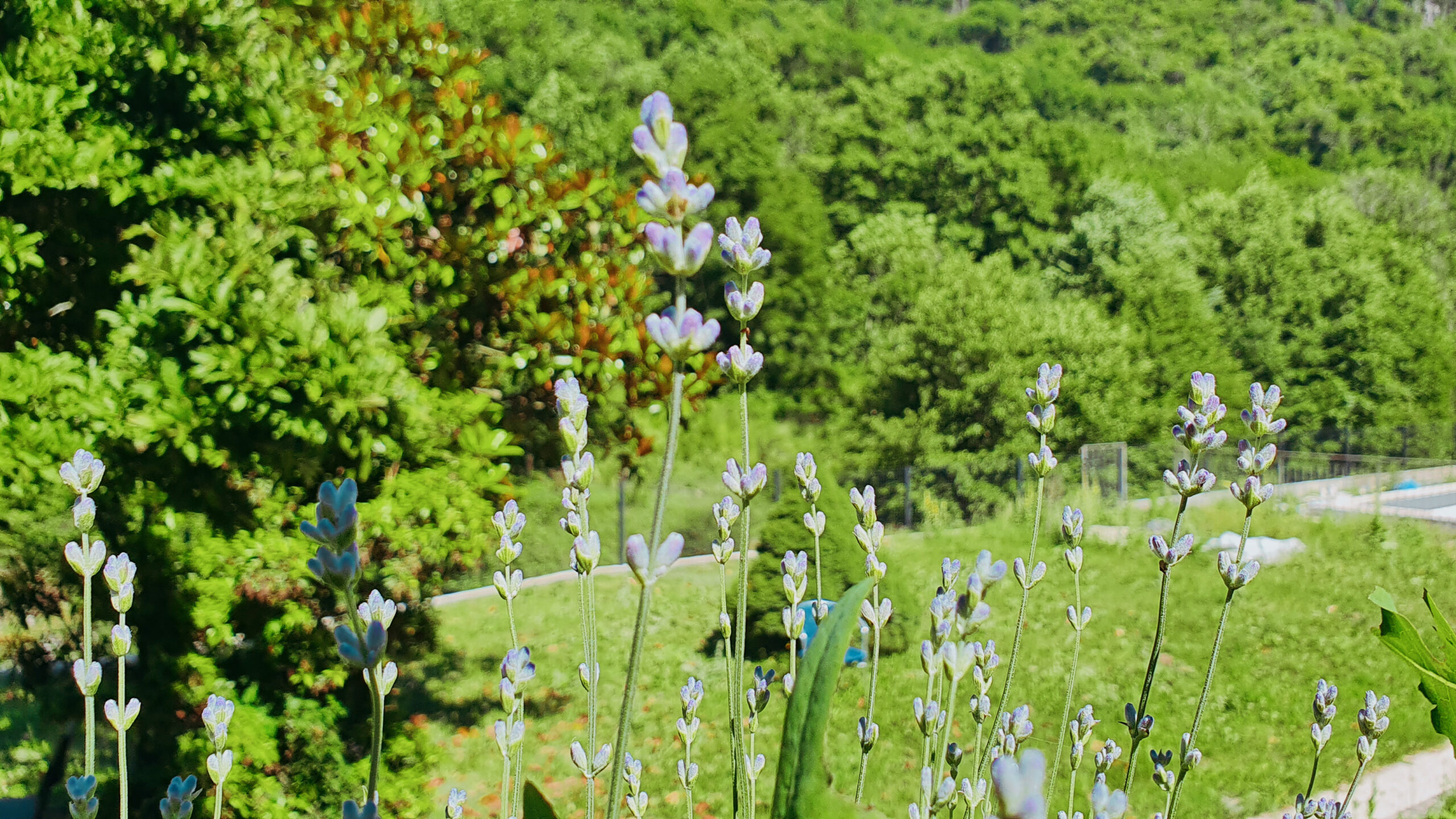 lavande Chambre gîte le coulassou en Ardèche